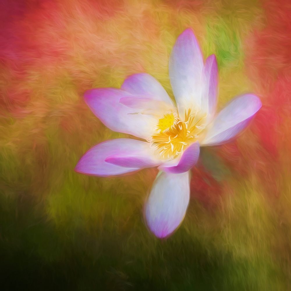A photo painting of a waterlily art print by Sheila Haddad for $57.95 CAD